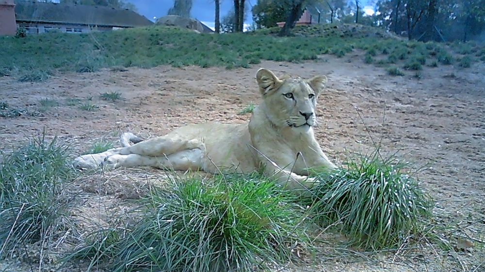 Wie fotografiert Zoofamily-Kinderkamera